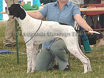 2nd Junior Dog